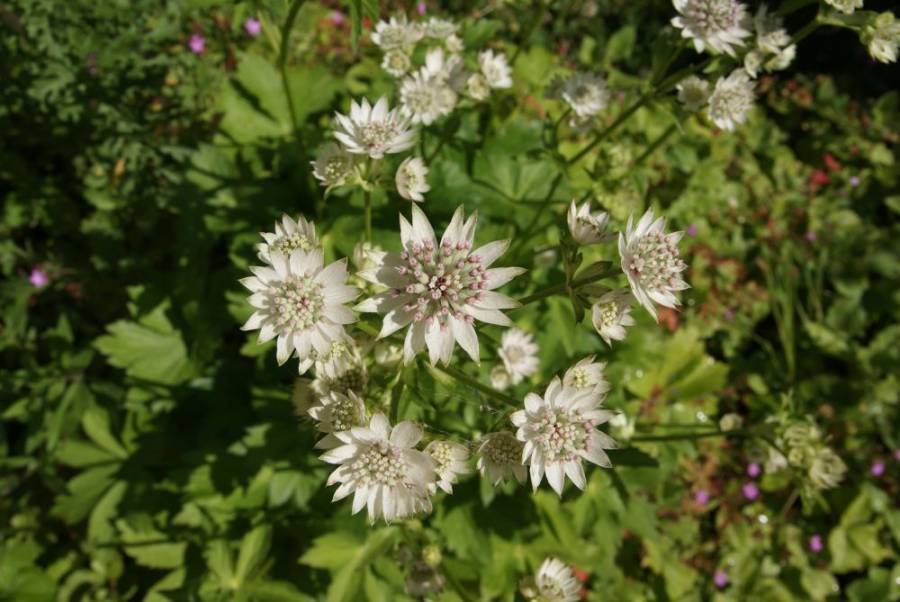 Star of million Star of million