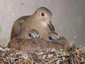 Columbina talpacoti in nest