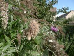 Buddleja med katteblomar, avblomstra blomar, og ein veldig rar, lurvete hundeblom.