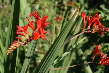 Spruten blomstrar!