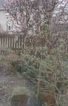 Buddleja (framme) og viburnum (bak), i snø. 
