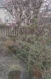 Buddleja (framme) og viburnum (bak), i snø.